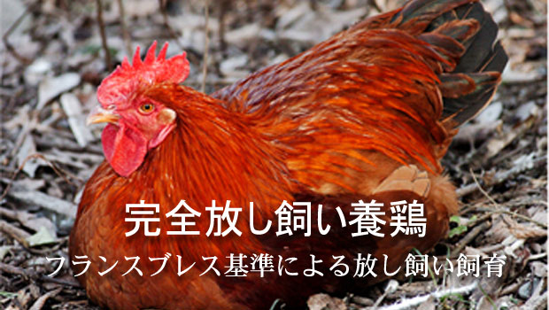 日本初！無薬完全放し飼い養鶏　フランスブレス基準による放し飼い飼育